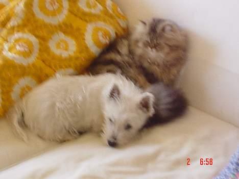 West highland white terrier Victor - Hvor der er trygt, finder man lille Victor! billede 3