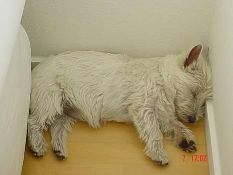 West highland white terrier Victor - Der er altid plads til en lille lur! billede 4