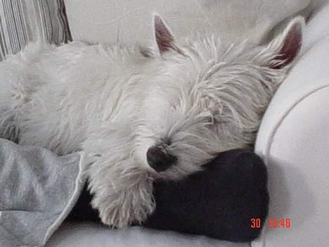 West highland white terrier Victor - Det bedste Vioctor ved er at ligge ved far og mor! billede 5