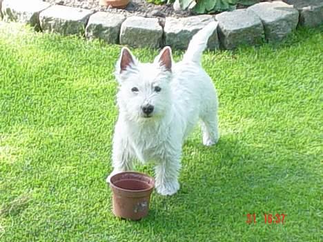 West highland white terrier Victor - Flot og fast! billede 6