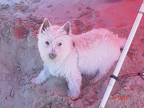 West highland white terrier Victor - Victors første tur på stranden.. en meget sandede fornemmelse! billede 7
