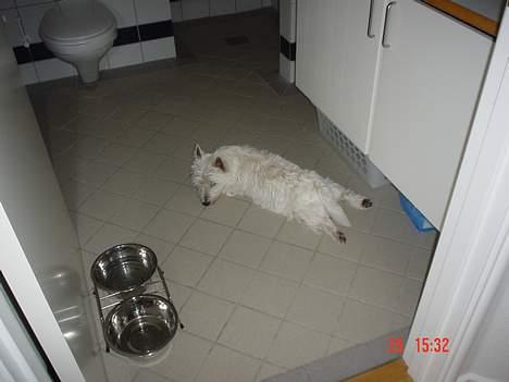 West highland white terrier Victor - Lidt smidig er man vel altid! billede 8