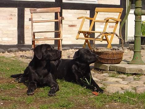 Labrador retriever Model og Emma billede 1