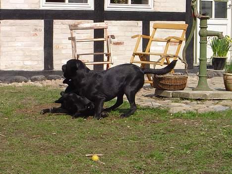 Labrador retriever Model og Emma billede 2