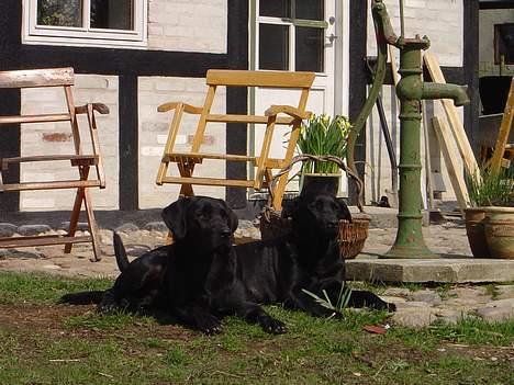 Labrador retriever Model og Emma billede 3