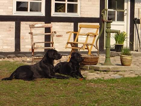 Labrador retriever Model og Emma billede 4