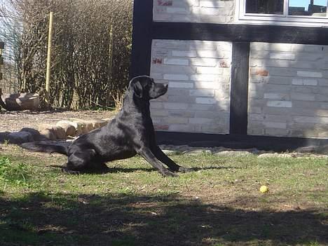 Labrador retriever Model og Emma billede 5