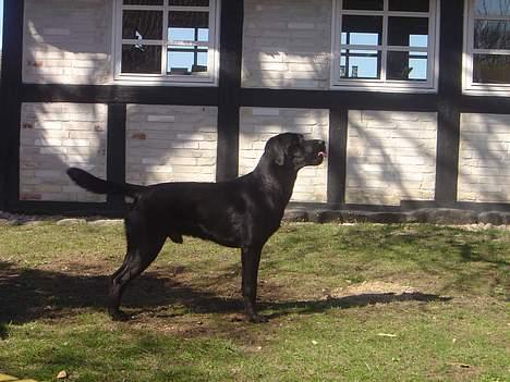 Labrador retriever Model og Emma billede 6