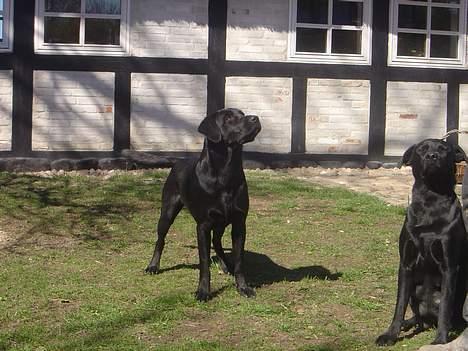 Labrador retriever Model og Emma billede 8