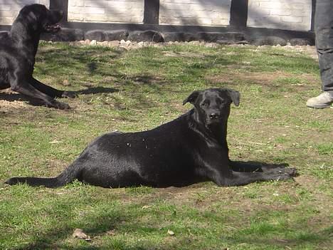 Labrador retriever Model og Emma billede 9