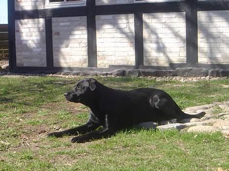 Labrador retriever Model og Emma billede 10