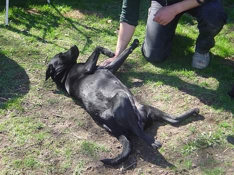 Labrador retriever Model og Emma - På disse billeder er Emma med hvalpe. billede 11