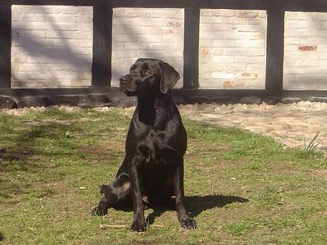 Labrador retriever Model og Emma billede 12