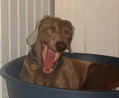 Weimaraner Kiwi billede 10