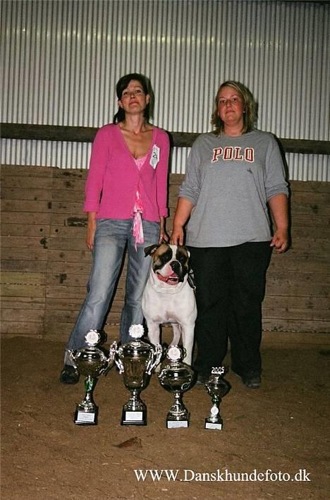 Amerikansk bulldog Zorro - Lotte- ZORRO- Sarah som er Zorro´s opdrætter billede 11