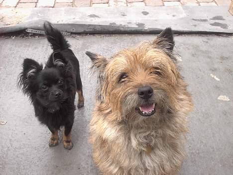 Chihuahua Louis billede 4