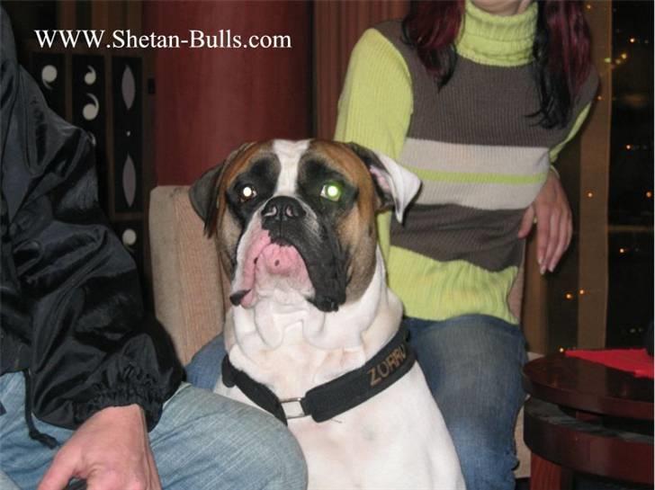 Amerikansk bulldog Zorro - her er jeg sammen med Morten til jule show billede 12