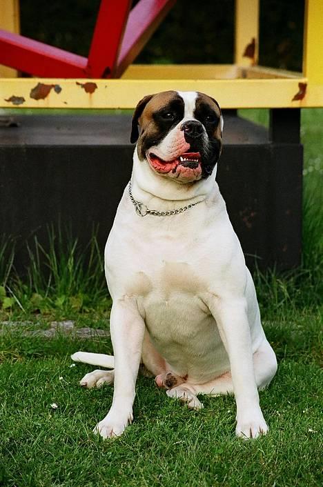 Amerikansk bulldog Zorro - Lidt træt..er lige kommet hjem fra udstilling,..... billede 13