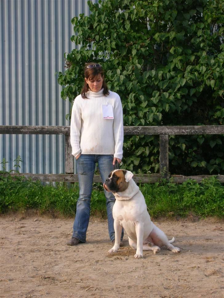 Amerikansk bulldog Zorro - sidder jeg ikke fint... billede 14