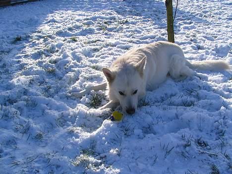 Hvid schæfer Baloo billede 2