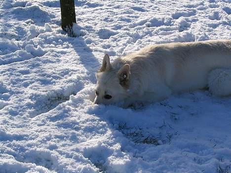 Hvid schæfer Baloo billede 3