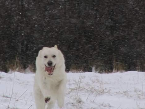 Hvid schæfer Baloo billede 4