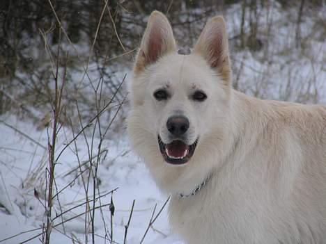 Hvid schæfer Baloo billede 5