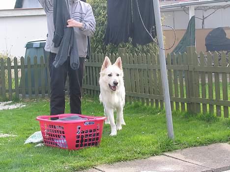 Hvid schæfer Baloo billede 6