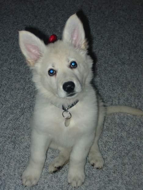 Hvid schæfer Baloo billede 7