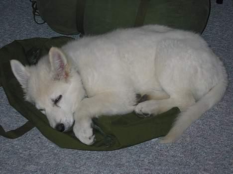 Hvid schæfer Baloo billede 8