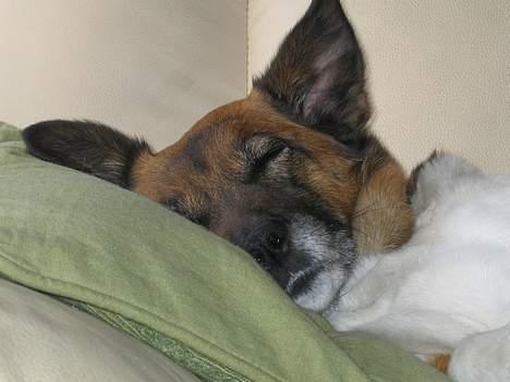 Blanding af racer Bruno - hun sover rigtiggodt.. heeh´´  billede 3