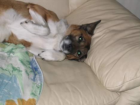 Blanding af racer Bruno billede 4