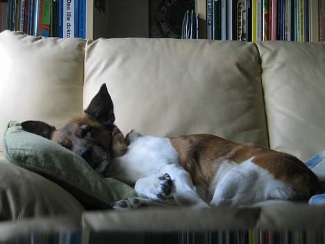 Blanding af racer Bruno billede 5