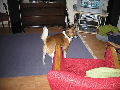 Blanding af racer Bruno billede 6