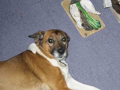 Blanding af racer Bruno billede 7