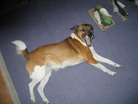 Blanding af racer Bruno billede 8