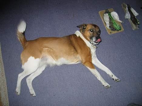 Blanding af racer Bruno billede 9