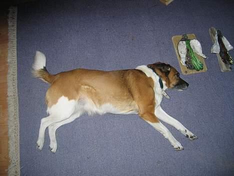 Blanding af racer Bruno billede 10