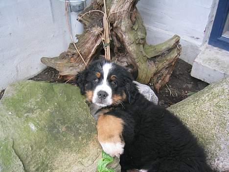 Berner sennenhund Picasso  - Sigurd billede 2