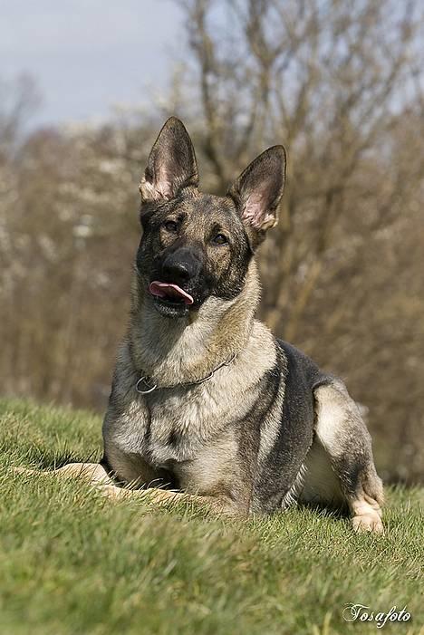 Schæferhund Amagers Chiba -  mums..... billede 17