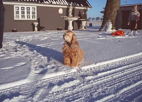 Amerikansk cocker spaniel da-nillo ( nillo )(død) - her er han i vinters  billede 1