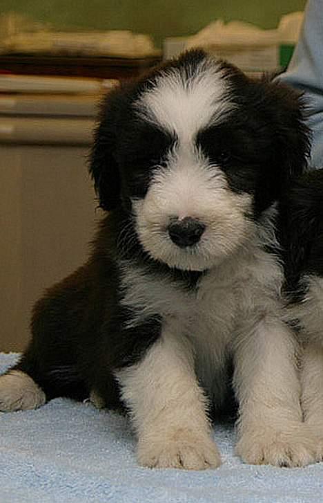 Bearded collie Megan billede 1