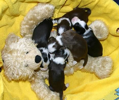 Bearded collie Megan billede 2