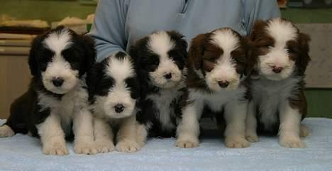 Bearded collie Megan billede 4