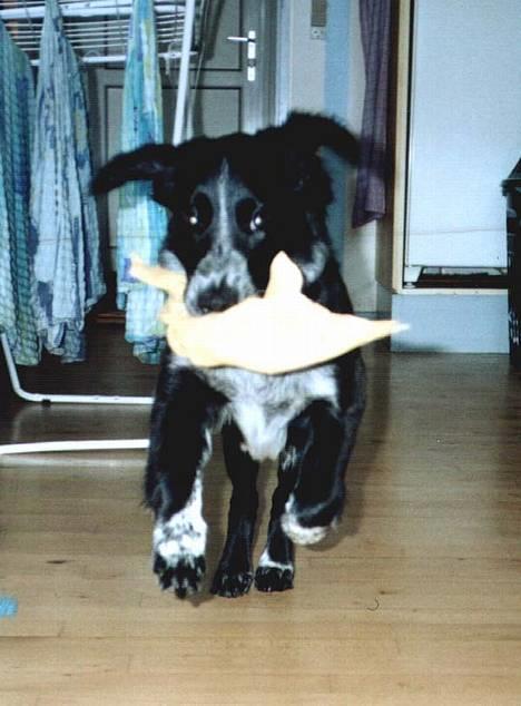 Blanding af racer Bailey Von Mokka (død) billede 3