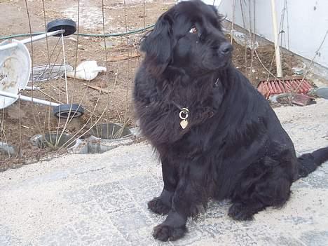 Newfoundlænder Balu billede 1