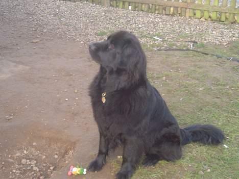 Newfoundlænder Balu billede 2