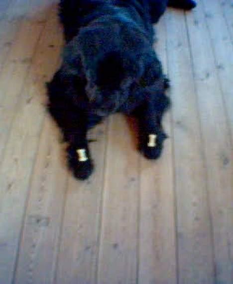 Newfoundlænder Balu - Balu ligger og vente på at tage de kiks på hendes poter billede 3