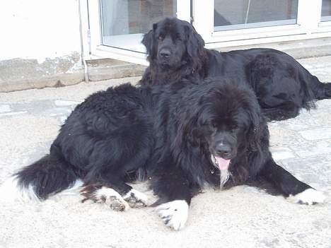 Newfoundlænder Balu - Balu sammen med sin ven Bamse billede 4