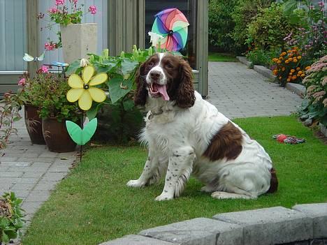 Engelsk springer spaniel hansi ( rico ) - <h1>Rico <33 billede 1